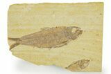 Detailed Fossil Fish (Knightia) - Wyoming #363887-1